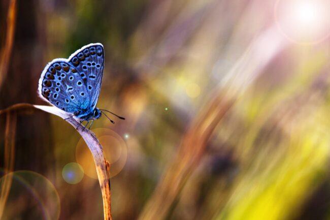 life coaching with julia butterfly hill